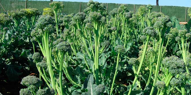 Plantacion de Brocoli
