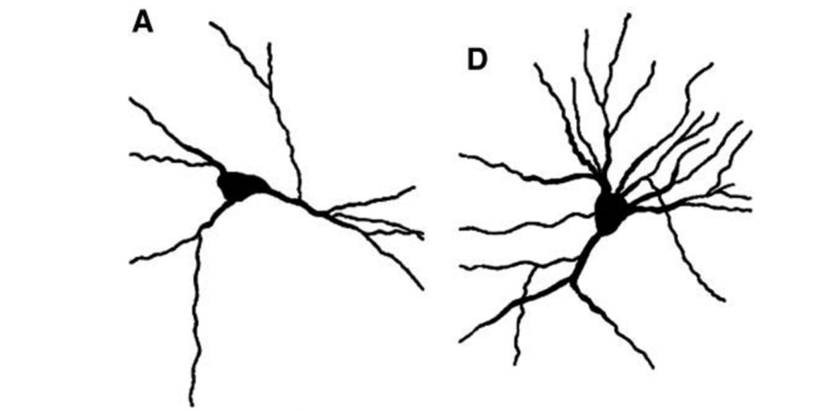 Figura 5
