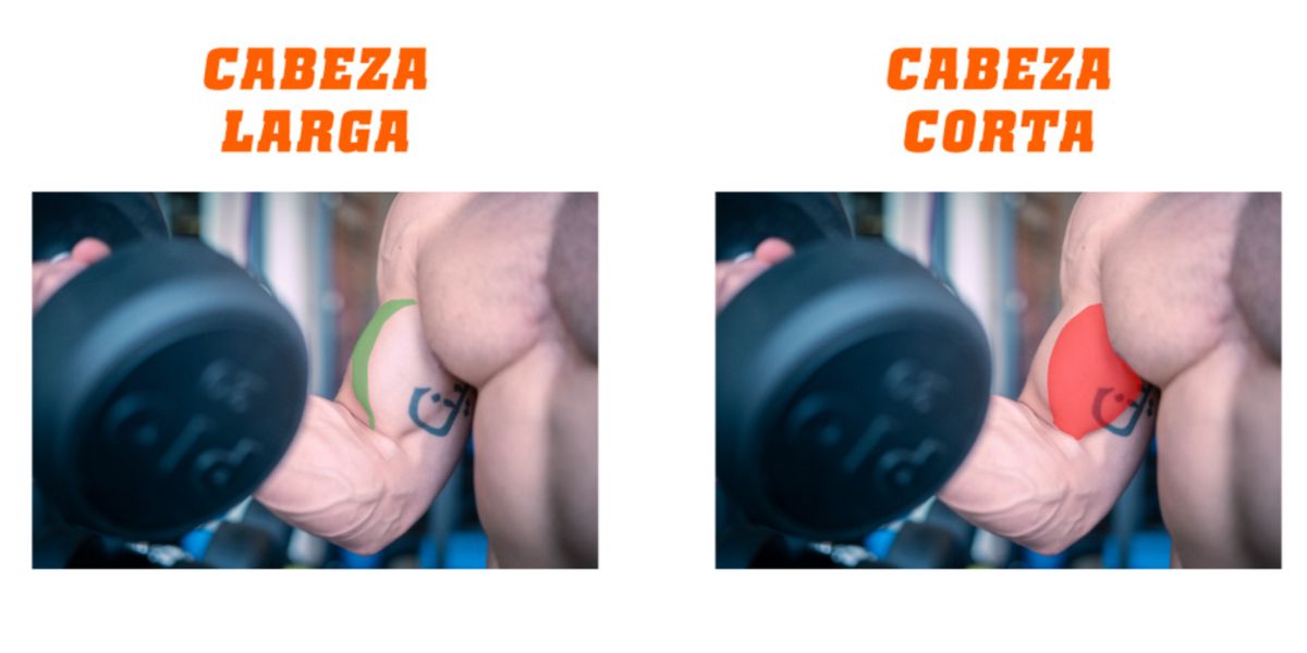 Qué son los bíceps