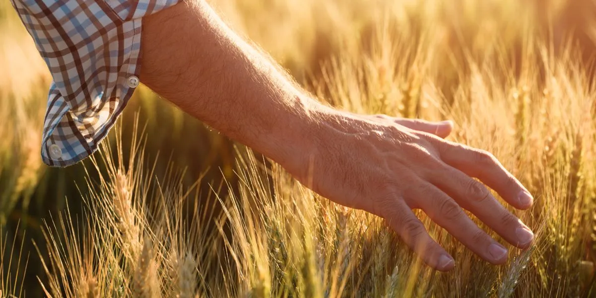 Caminar por el prado de trigo Caminar por el prado de trigo
