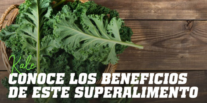 ¿Qué es el kale y cuáles son sus beneficios para tu salud? ¿Qué es el kale y cuáles son sus beneficios para tu salud?