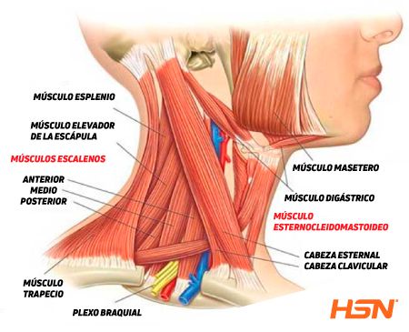 Musculatura del Cuello