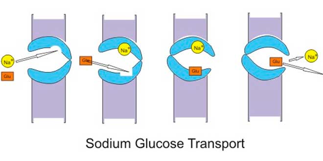 Transportadores de Glucosa