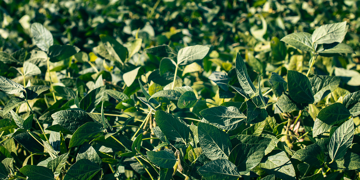 Comment la prendre ?