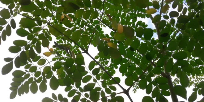 Moringa – Conoce todas las Propiedades del Árbol de la Vida