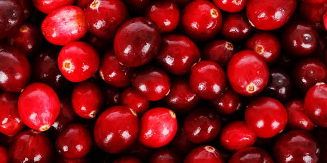 Arándano rojo fruto Arándano rojo fruto