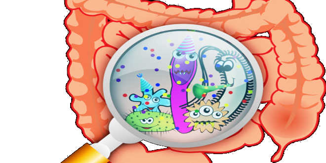 Bactéries dans l’intestin manque de prébiotiques