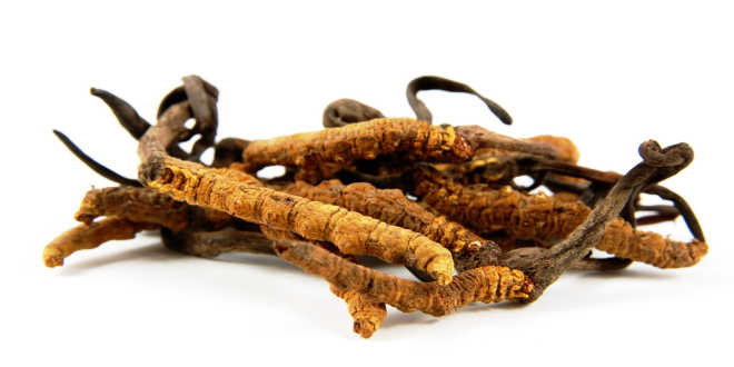 Propiedades terapéuticas Cordyceps Propiedades Cordyceps