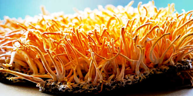 Beneficios Cultivo Cordyceps Cultivo Cordyceps