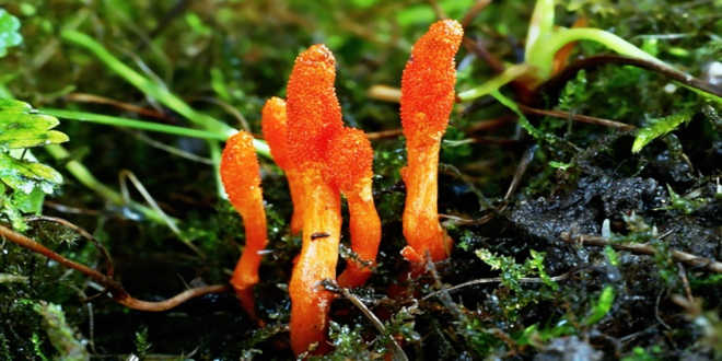 Historia de cultivo de Cordyceps Origen de Cordyceps