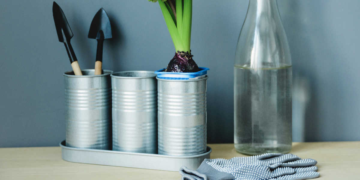 Claves para cultivar Damiana en casa