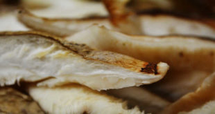 Lamina Hongo Shiitake