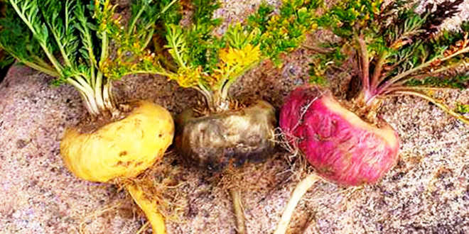 tipos de cultivo de maca