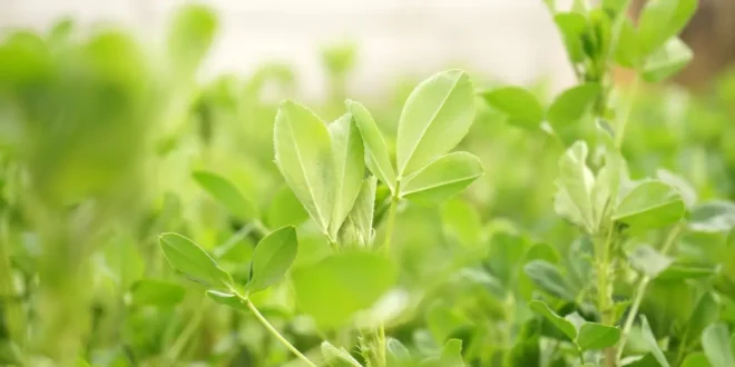 Alfalfa – Conoce al denominado como rey de los alimentos