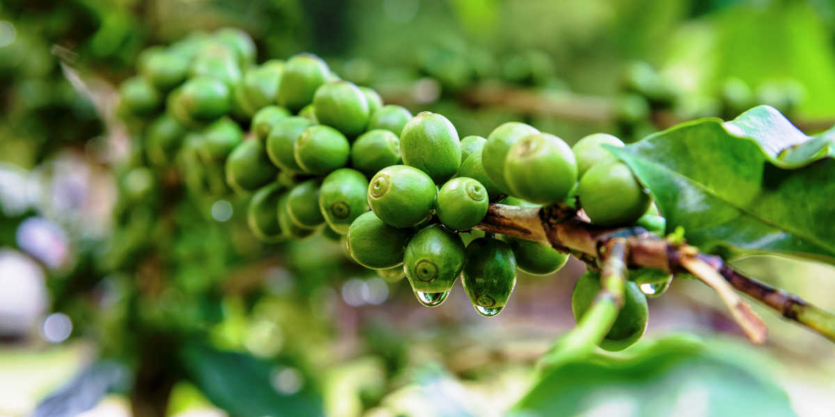 ¿Conoces todos los beneficios del café verde? ¿Conoces todos los beneficios del café verde?