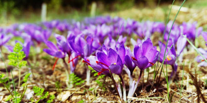Cultivo de azafrán o crocus sativus