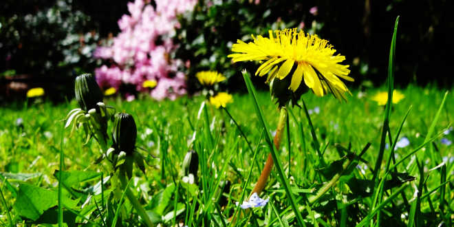 Propriétés du pissenlit