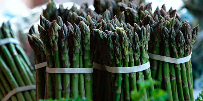 Cultivo de Espárragos