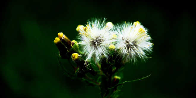 Fleur de pissenlit Bienfaits
