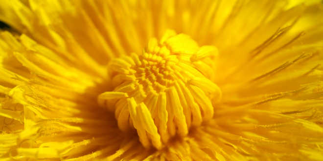 Diente de León: descubre sus contribuciones al organismo