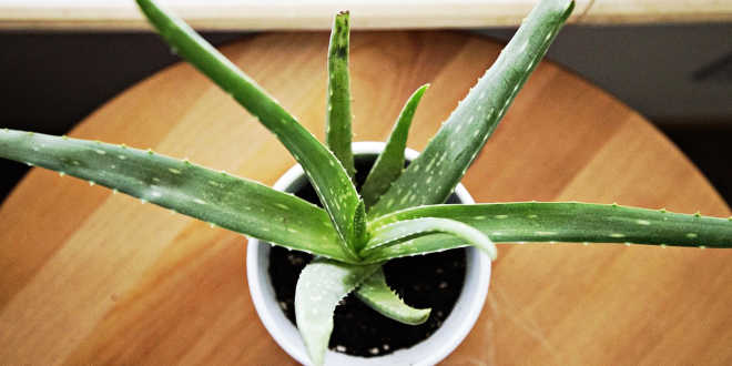 Maceta Aloe Vera