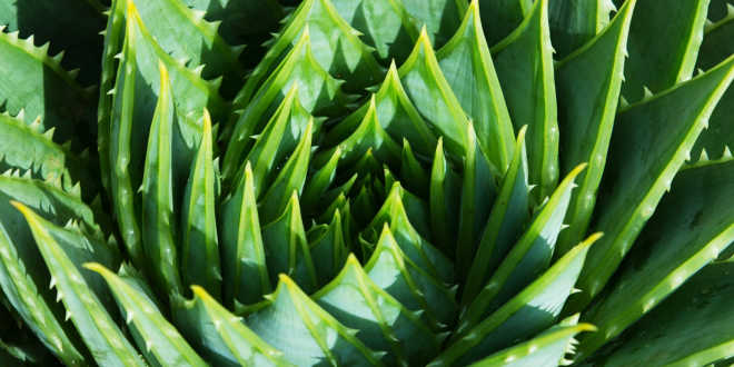 Planta Aloe Vera