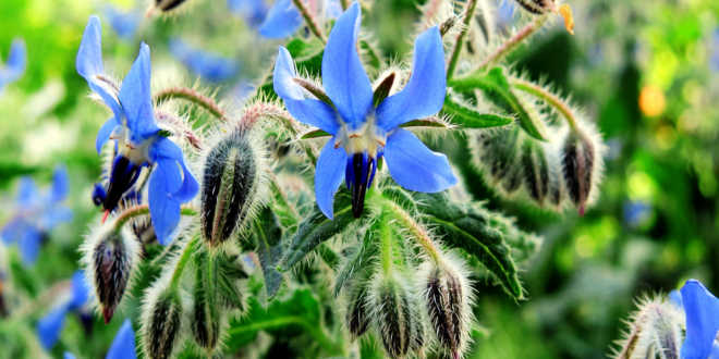 Propiedades Aceite de Borraja