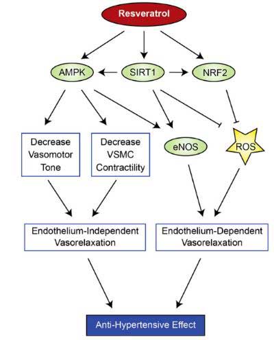 Resveratrol and blood pressure