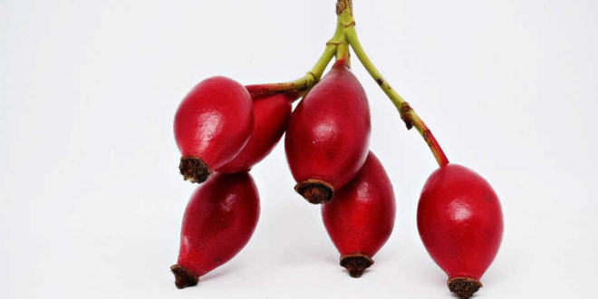 Rosa Mosqueta: Un universo de virtudes