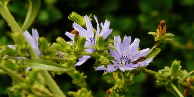 Achicoria origen inulina