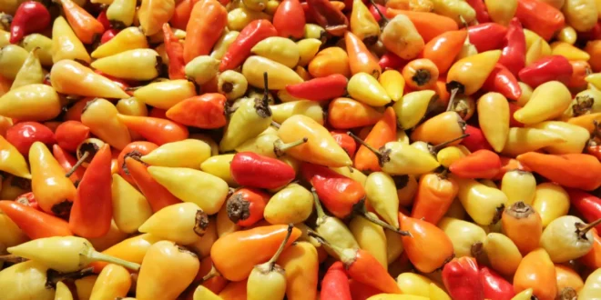 Beneficios de la Capsaicina para perder peso y reducir el dolor articular Beneficios de la Capsaicina para perder peso y reducir el dolor articular