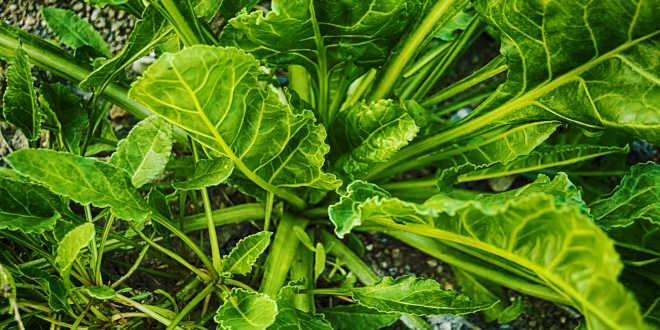 Espinacas quercetina Espinacas quercetina