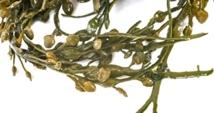 Fucus: Alga con grandes propiedades desde la piel a las articulaciones