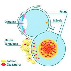 Infographie zéaxanthine