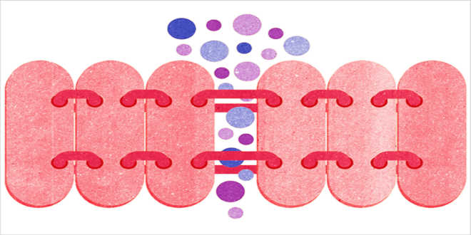 Intestino permeable causas Intestino permeable causas