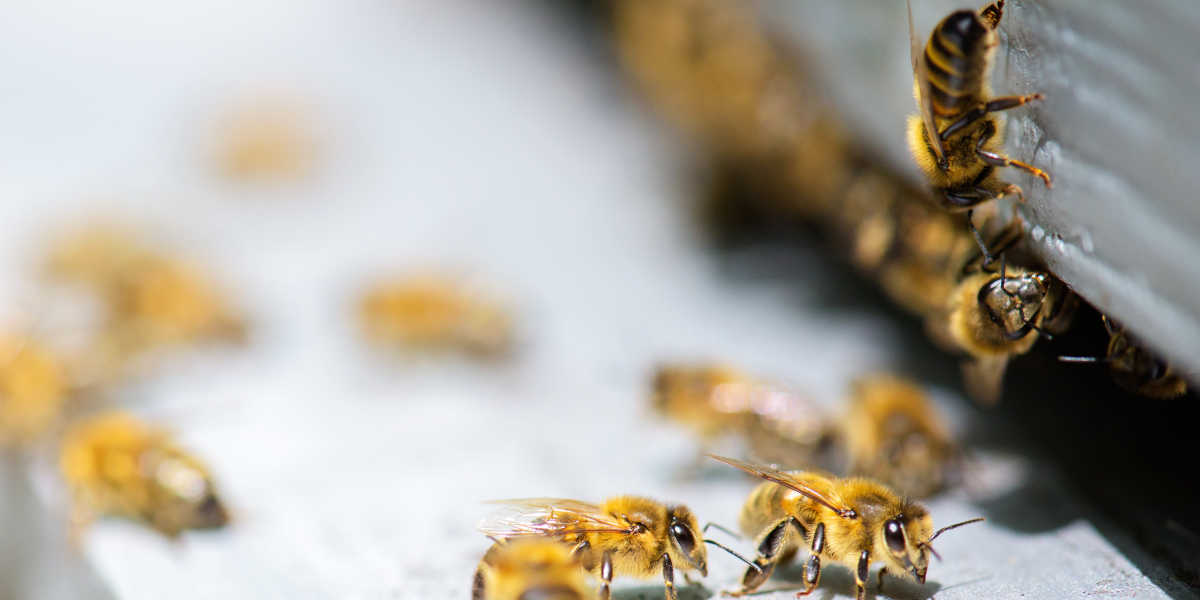 ¿Sabes cómo se produce la Jalea Real? ¿Sabes cómo se produce la Jalea Real?