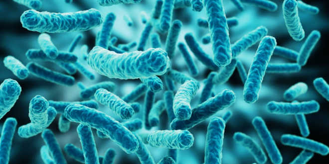 Lactobacillus Reuteri properties Lactobacilius Reuteri properties