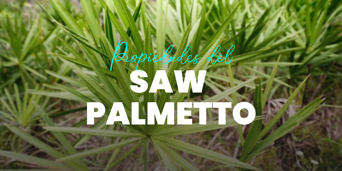 ¿Qué es el Saw Palmetto y cuáles son sus beneficios? HSN