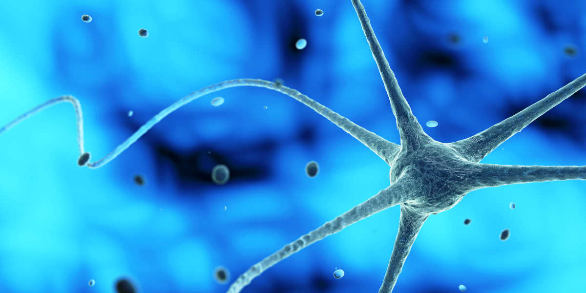 ¿Cómo apoya al sistema nervioso el ubiquinol? ¿Cómo apoya al sistema nervioso el ubiquinol?