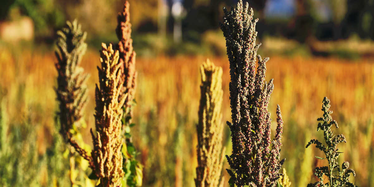 ¿Cómo se cultiva la quinoa? ¿Cómo se cultiva la quinoa?