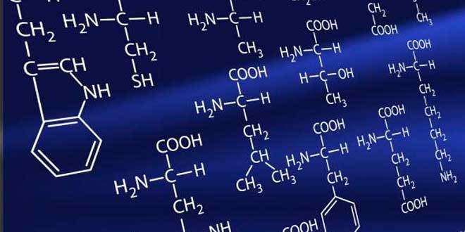 L-Ornitina – Qué es, para qué sirve y beneficios