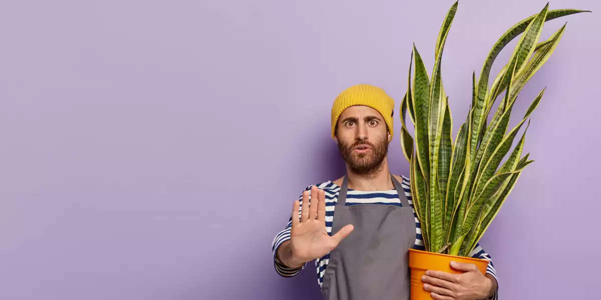 Lass dich von veganem Kollagen nicht täuschen