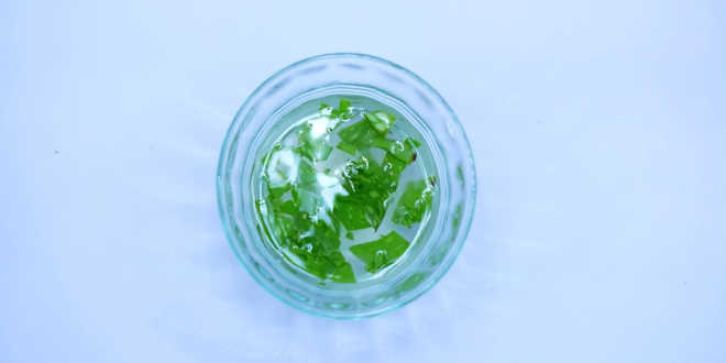 Aloe vera dermatitis Aloe vera dermatitis