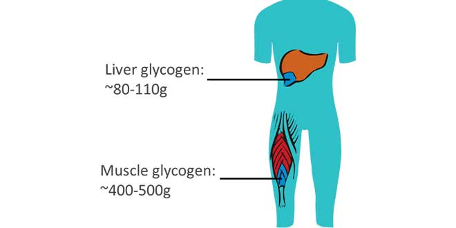 Glycogen