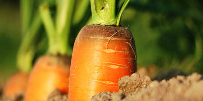 Zanahoria fuente vitamina A