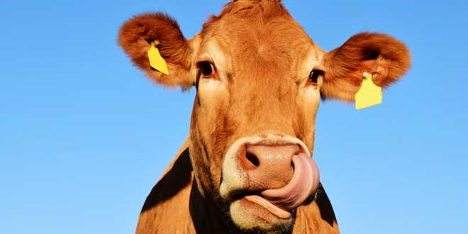 Leche de vaca vs coco Leche de vaca vs coco
