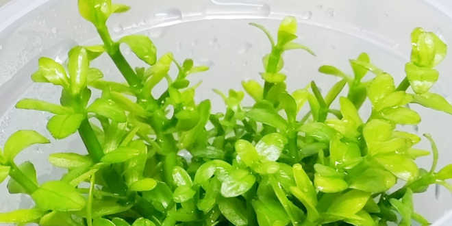 Planta Bacopa Monnieri