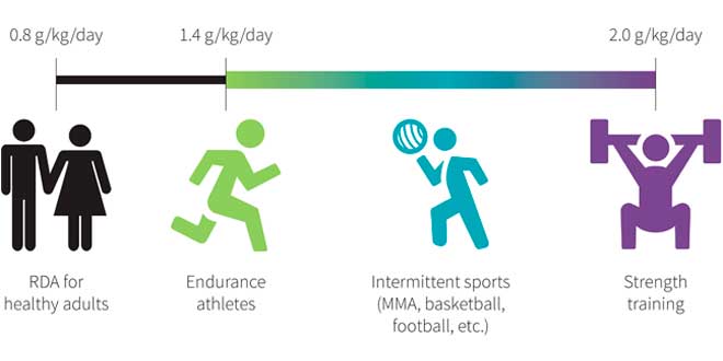 Raccomandazioni Generali sulla Proteina