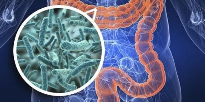 ¿Cómo afecta la Dieta Cetogénica a la Microbiota Intestinal? ¿Cómo afecta la Dieta Cetogénica a la Microbiota Intestinal?