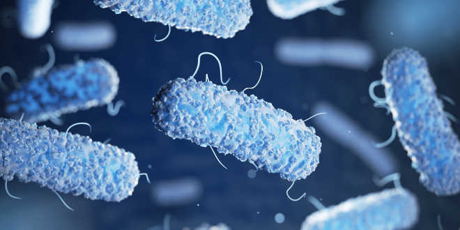 lactobacillus helveticus contre bactéries